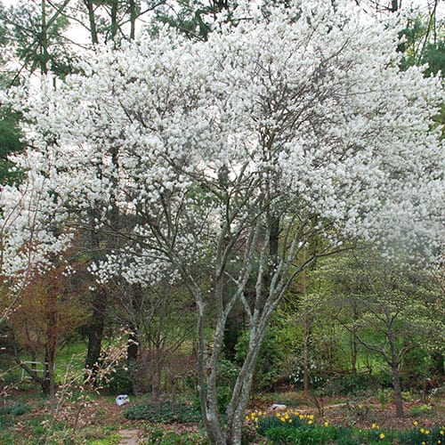 Juneberry Serviceberry North St Louis Soil And Water Conservation District
