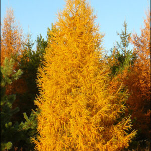Tamarack (Larch)