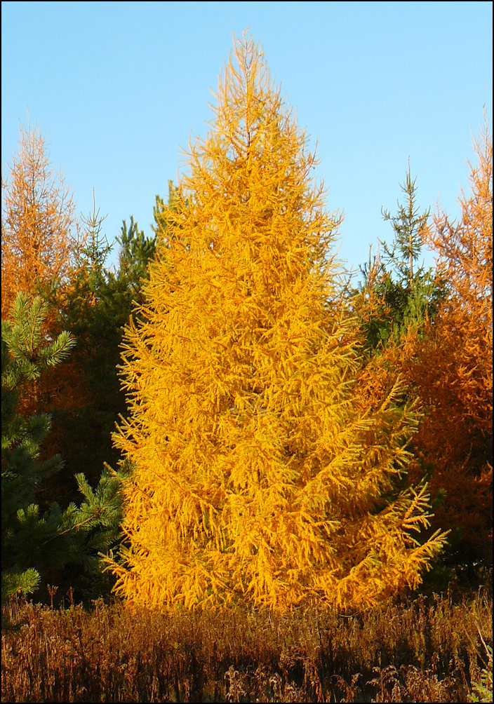 Tamarack (Larch)