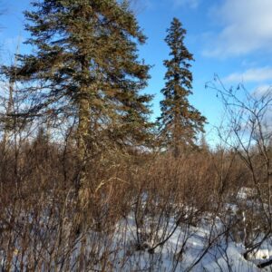 Spruce, White