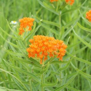 Native Plant Kit - Pollinator Habitat