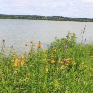 Native Plant Kit - Shoreline