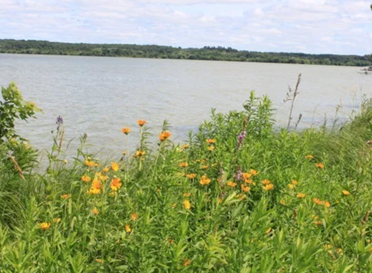 Native Plant Kit - Shoreline