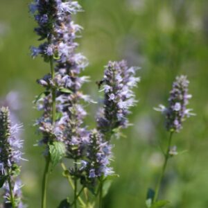 Native Plant Kit - Woodland Shade