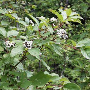 Dogwood, Redosier