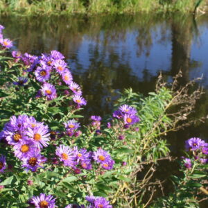 Seed Mix - Lakeshore