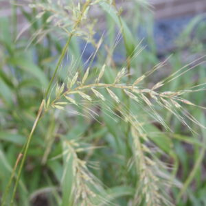 Native Plant Kit - Buckthorn Replacement