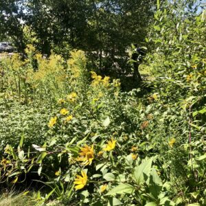 Native Plant Kit - Raingarden