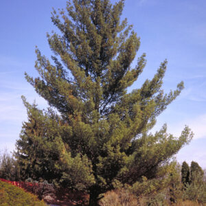 Spruce Budworm Replacement Packet